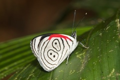Diaethria neglecta