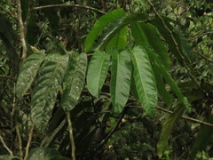 Tetrathylacium macrophyllum