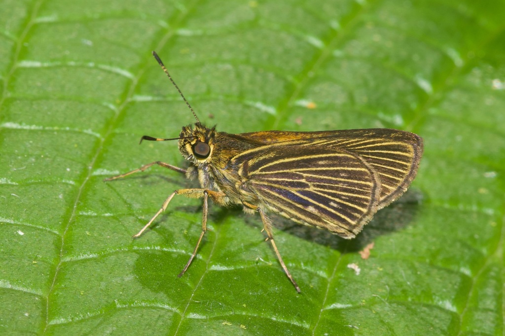 Vehilius vetula