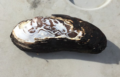 Cumberlandia monodonta