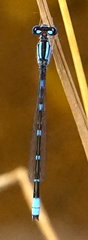 Enallagma carunculatum