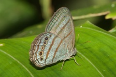 Caeruleuptychia twalela