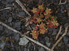 Drosanthemum stokoei