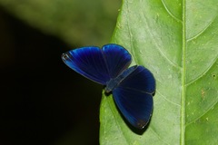 Metacharis regalis