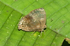 Ocaria ocrisia