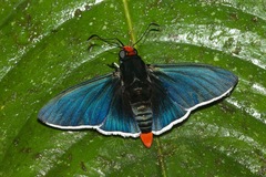 Pyrrhopyge phidias