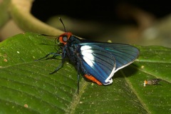 Pyrrhopygopsis socrates