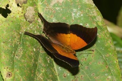 Marpesia furcula