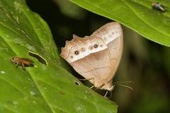 Taygetis sylvia