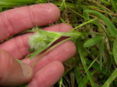 Trifolium eriocephalum eriocephalum