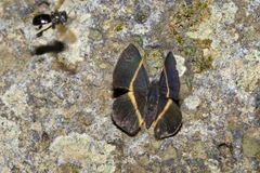 Parcella amarynthina