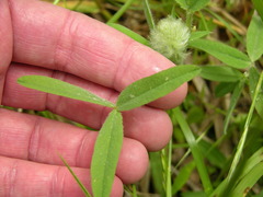 Trifolium eriocephalum eriocephalum