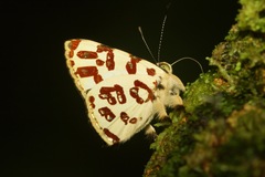Anteros bracteata