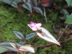 Tradescantia zebrina zebrina