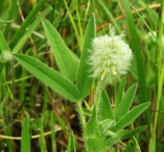Trifolium eriocephalum eriocephalum