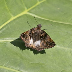 Noctuana lactifera