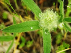 Trifolium eriocephalum eriocephalum