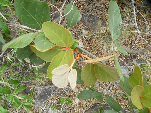 Image of Rhoicissus sekhukhuniensis by (c) Antoinette Eyssell Knox, some rights reserved (CC BY-SA)