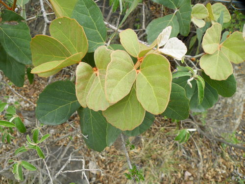 Image of Rhoicissus sekhukhuniensis by (c) Antoinette Eyssell Knox, some rights reserved (CC BY-SA)