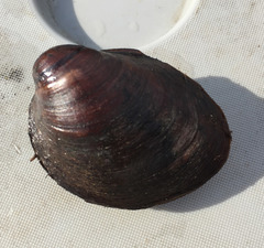 Fusconaia subrotunda