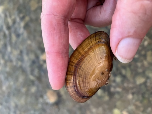 Texas fawnsfoot
