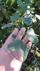 Passiflora mexicana