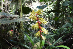 Guzmania xanthobractea