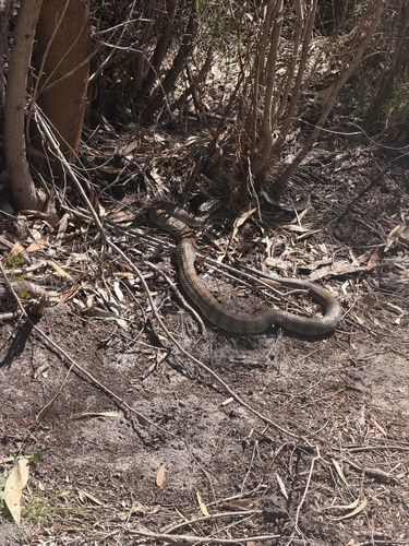 Tiger Snake sighting