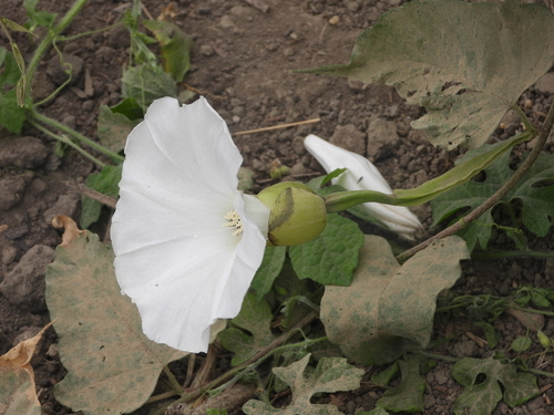 Operculina codonantha observed 2025-08-20