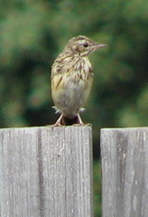 Anthus