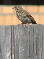 Anthus