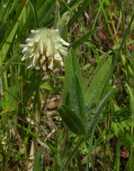 Trifolium eriocephalum