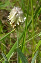 Trifolium eriocephalum