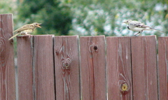 Anthus