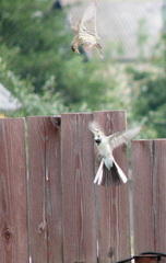 Anthus