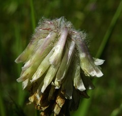 Trifolium eriocephalum