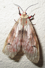 Teracotona submacula