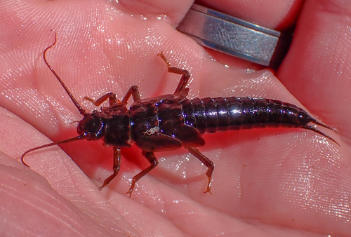 iNaturalist observation photo of Giant Stoneflies and Salmonflies