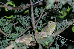 Acanthocercus gregorii