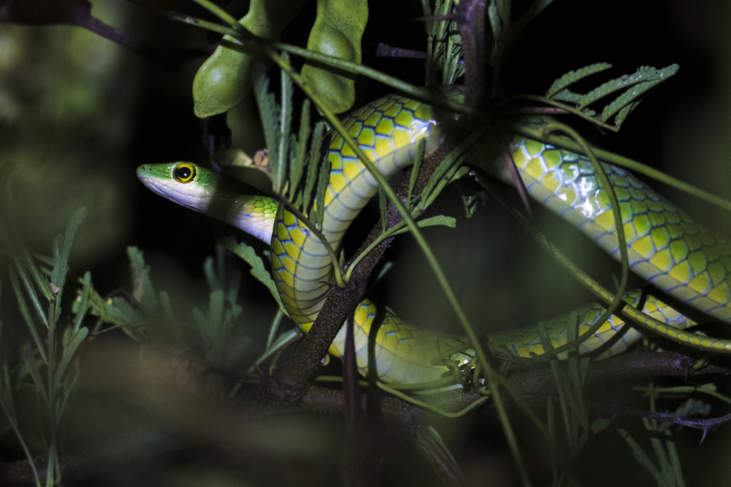 Spotted Green Snake