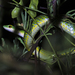 Spotted Green Snake - Photo (c) Ewout Knoester, some rights reserved (CC BY-NC)