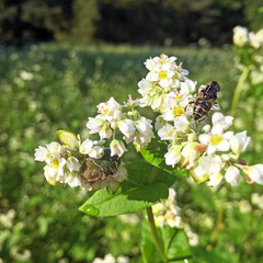 Eristalinus tarsalis