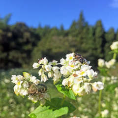 Eristalinus tarsalis