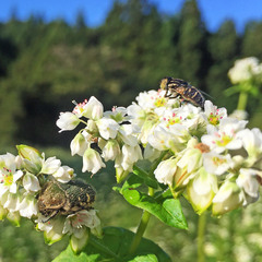 Eristalinus tarsalis