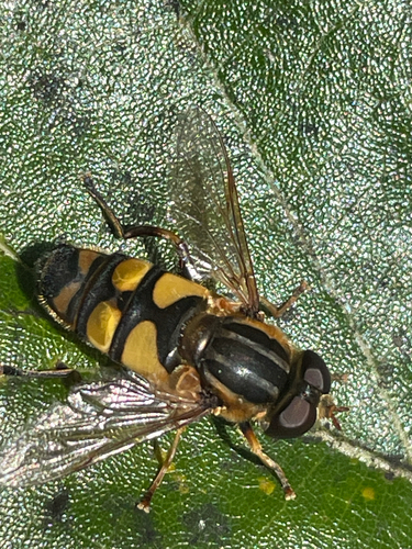 Unknown species found near Portsmouth, NH, US