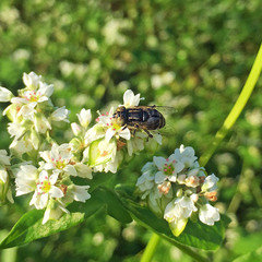 Eristalinus tarsalis