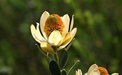 Leucadendron discolor