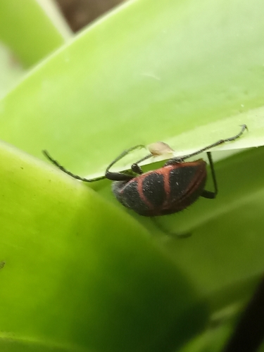 Lystronychus pulchellus