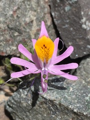Schizanthus hookeri