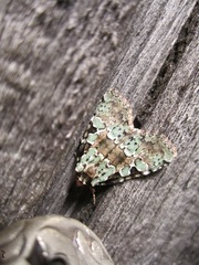 Leuconycta lepidula